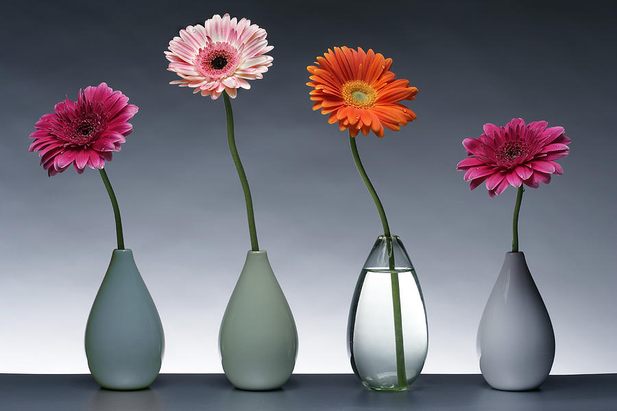 Spring Photograph - Four Gerberas by MGL Meiklejohn Graphics Licensing