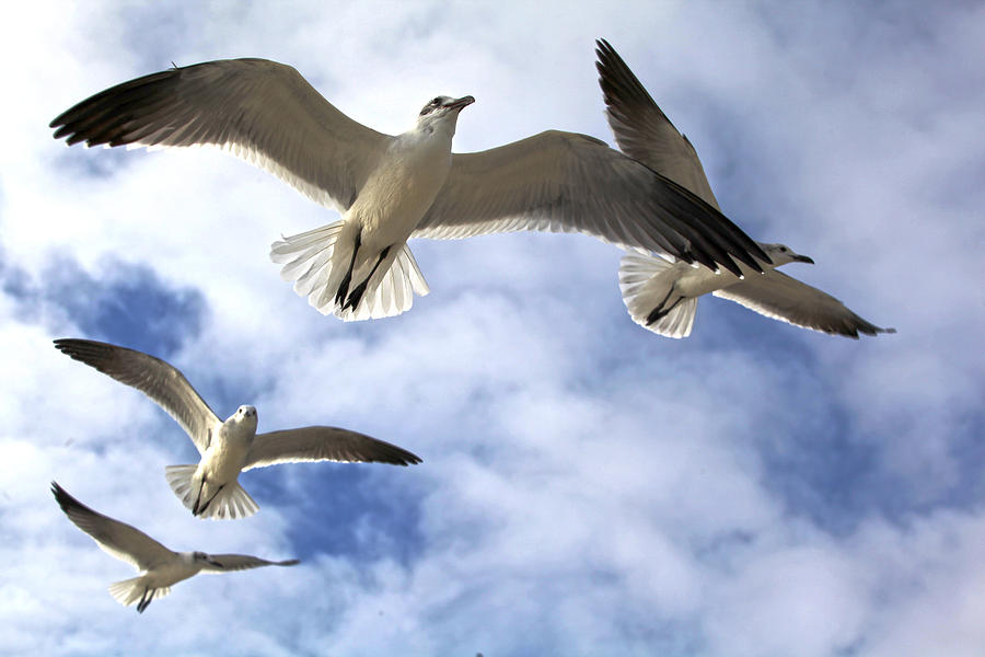 Four Gulls Photograph by Robert Och