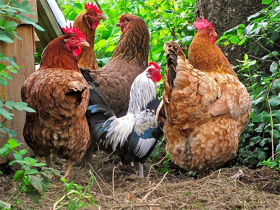Nature Photograph - Four Hens and a Rooster by Sean Griffin
