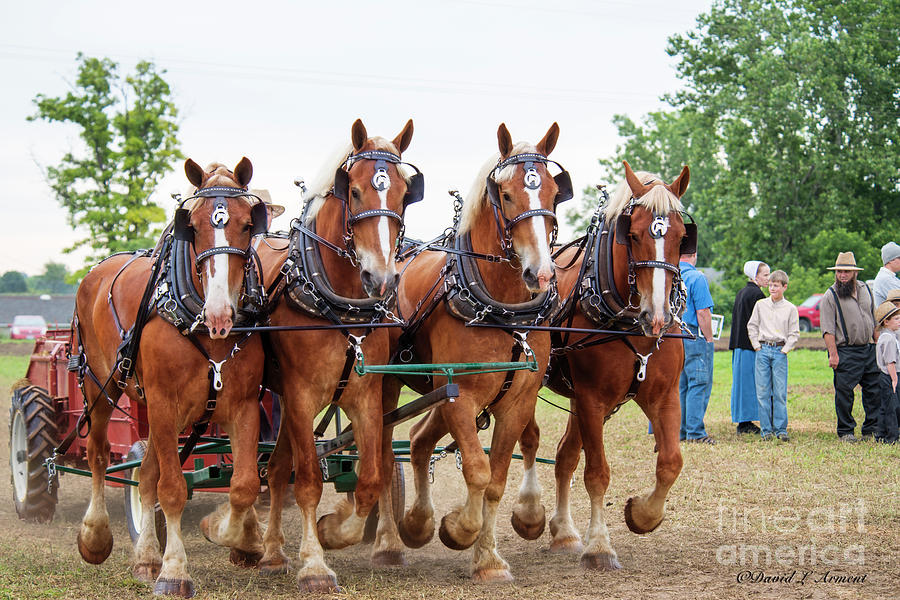 Four Horses Pulling Photograph by David Arment