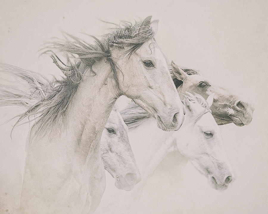 Four Horses Photograph by Ron  McGinnis