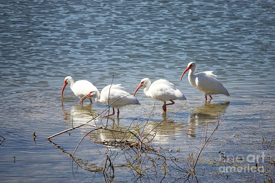 Four Ibises Walking in Water Photograph by Carol Groenen