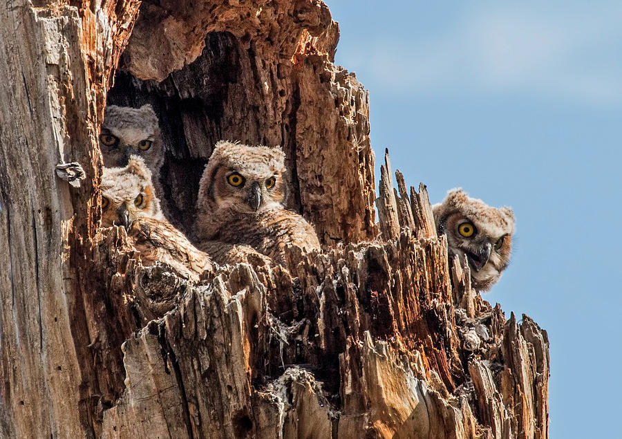 Four in a Great Horned Owls Nest Photograph by Dawn Key
