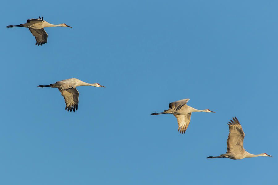 Four in Formation Photograph by Marc Crumpler