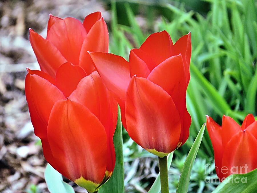 Tulip Photograph - Four by Janice Drew