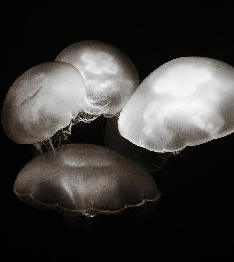 Four Jellyfish Photograph by Marilyn Hunt