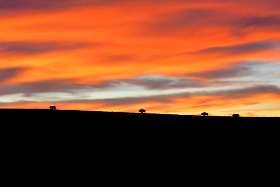 Four Kings of the American Plains Photograph by Keith Stokes