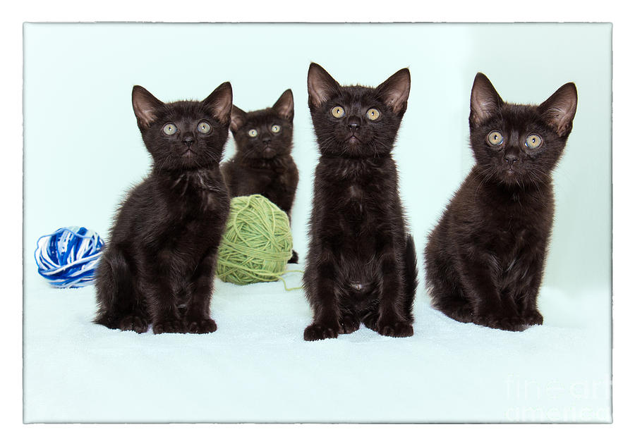 Four Kittens Photograph by Mimi Ditchie