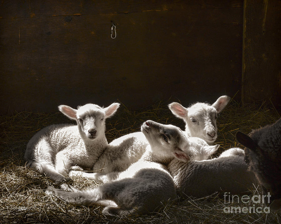 Four Lambs Photograph by Alana Ranney