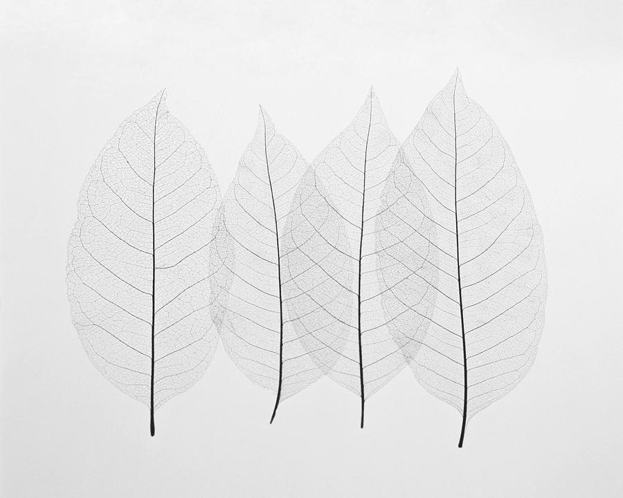 Black And White Photograph - Four Leafs by BONB Creative