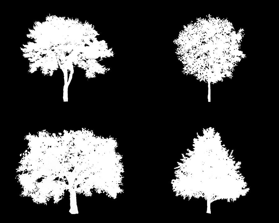 Four Leafy White Trees Digital Art by Roy Pedersen