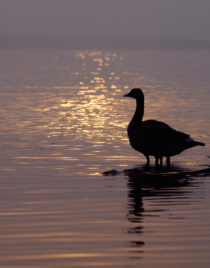 Four Legged Goose Photograph by Rick Shea