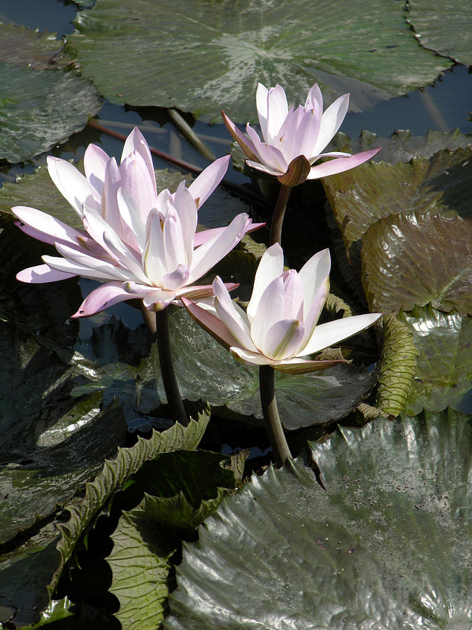 Four Lilies in the Sunlight Photograph by John Lautermilch