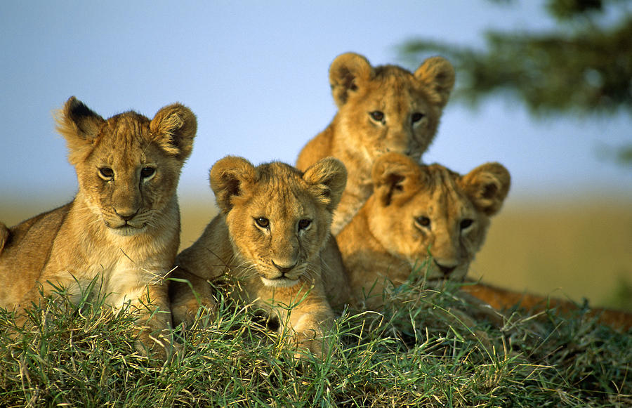 Nature Photograph - Four Lion Cubs by Johan Elzenga
