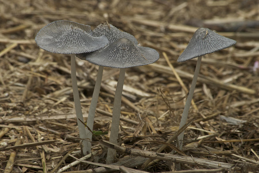 Four Mushrooms Photograph by Michael Peychich