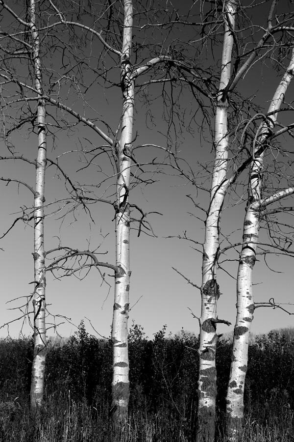 Four Naked Birches BW Photograph by Mary Bedy