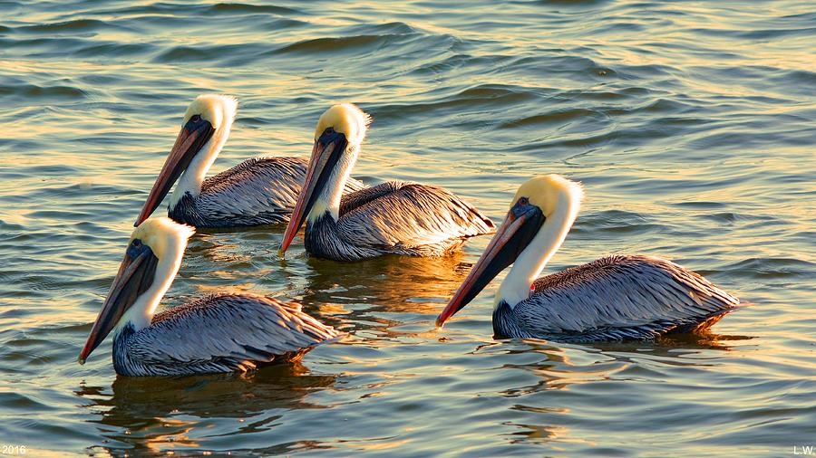 Pelican Photograph - Four Of A Kind by Lisa Wooten