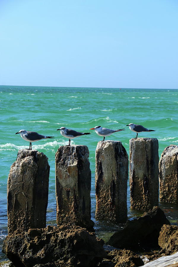 Four On A Jetty Photograph by Christiane Schulze Art And Photography