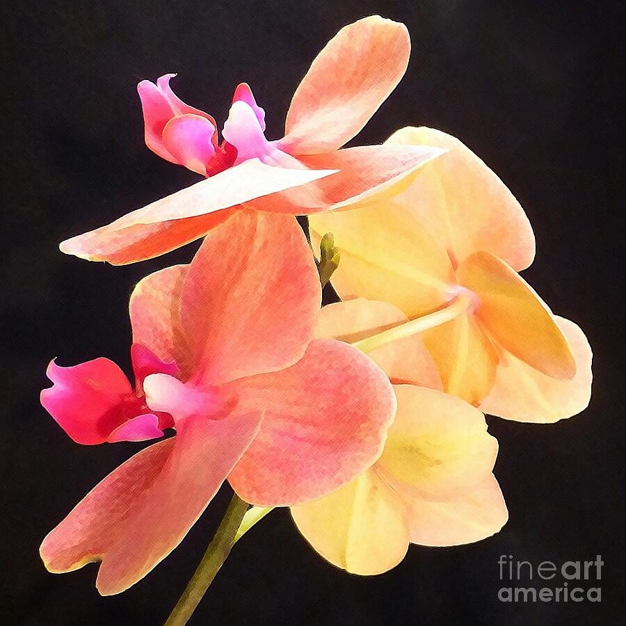 Four Orchid Criss Cross Photograph by Barbie Corbett-Newmin
