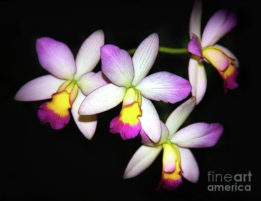 Four Orchids Photograph by Judi Bagwell