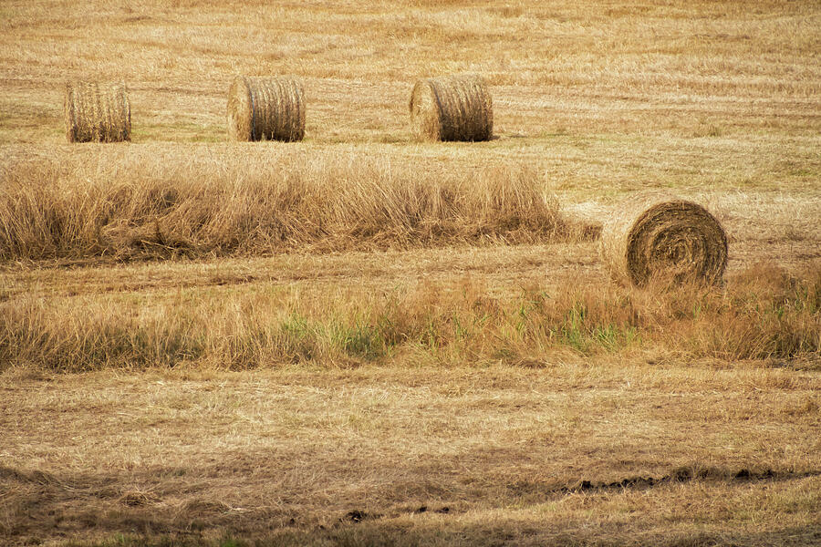 Four Other Hay Balls -  Photograph by Julie Weber