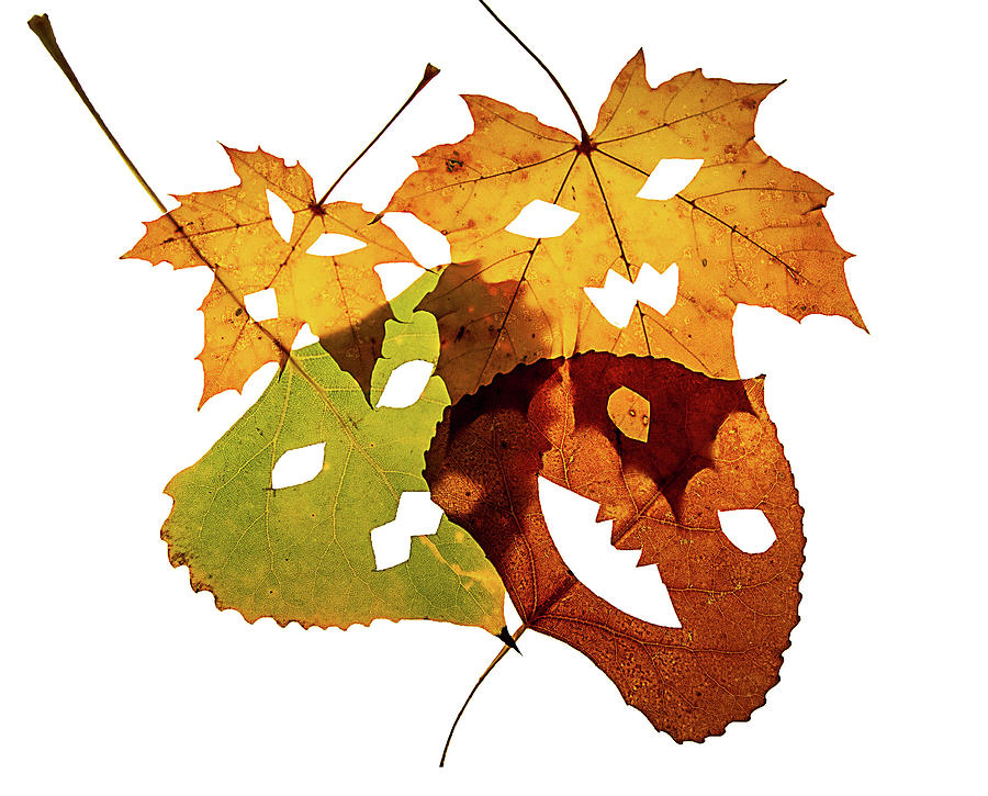 Four Overlapping Halloween Leaves Photograph by Susan Bandy