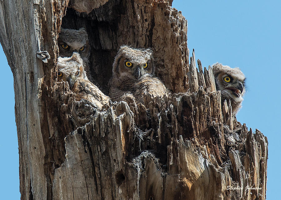 Four Owlets in a Tree Stump Photograph by Stephen Johnson