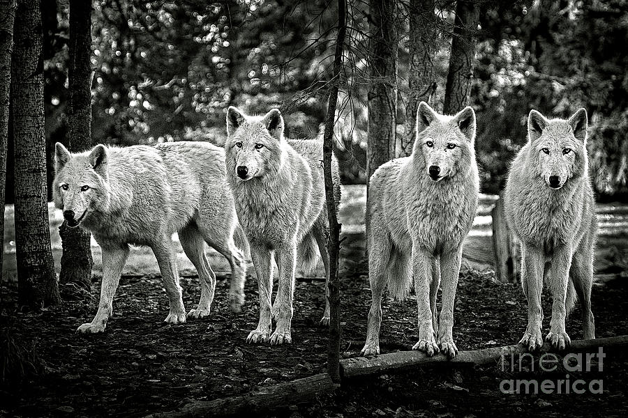 Animal Photograph - Four Pack by Sonya Lang