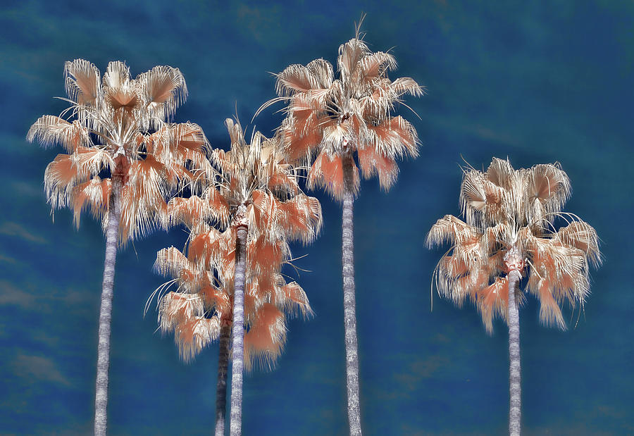 Four Palm Trees In Surreal Infrared Color Photograph