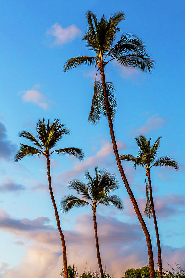 Four Palms Photograph by Kelley King