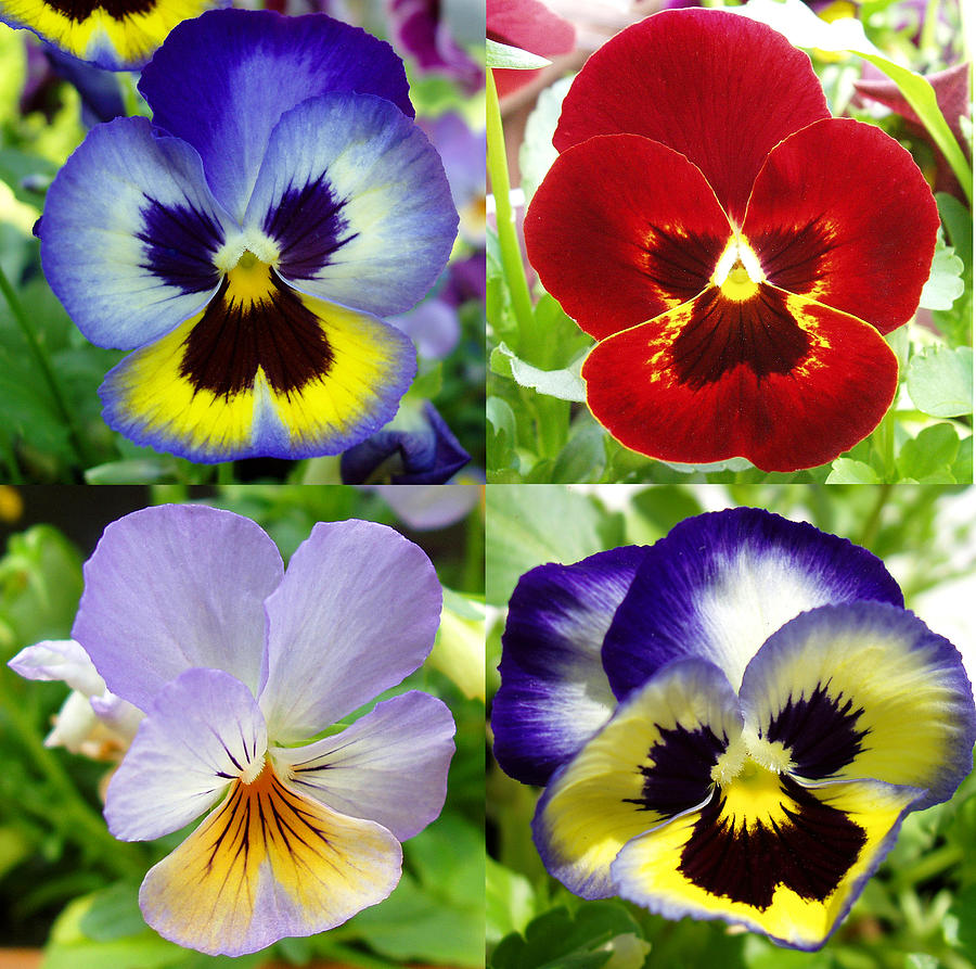 Four Pansies Photograph by Nancy Mueller