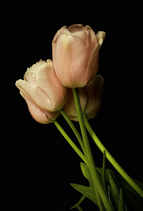Tulip Photograph - Four Part Harmony by Joe Darin