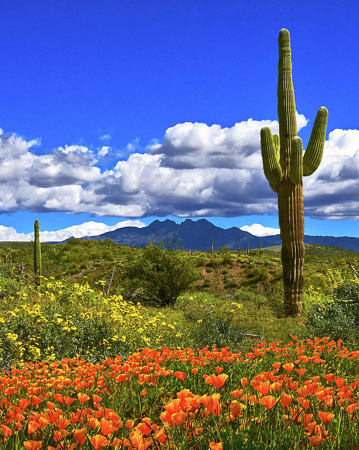 Four Peaks and Poppies, Springtime, Arizona Photograph by Don Schimmel