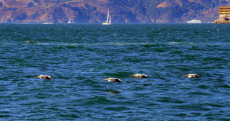 Four Pelicans Cruising the Bay Photograph by Bonnie Follett