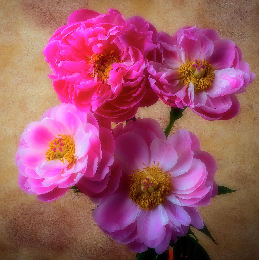 Four Peonies Photograph by Garry Gay