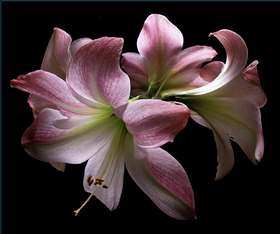 Four Pink Amaryllis Blooms Photograph by Nancy Griswold