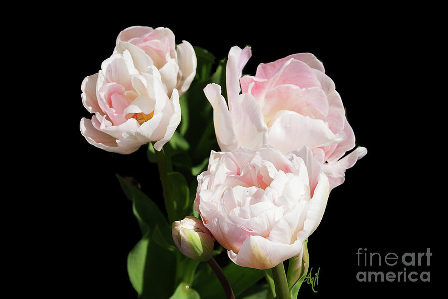 Four Pink Tulips and a Bud on Black Photograph by Victoria Harrington