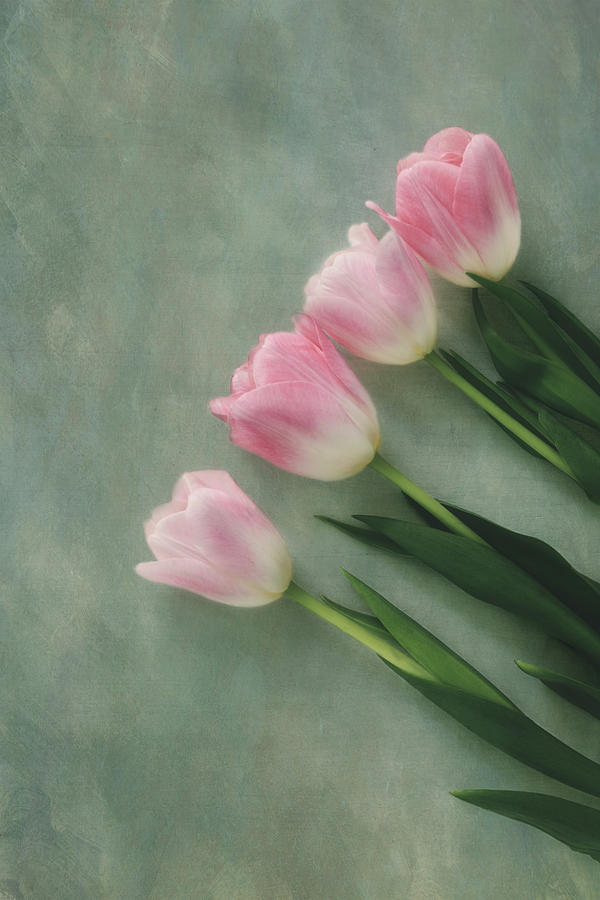 Four Pink Tulips  Photograph by Kim Hojnacki