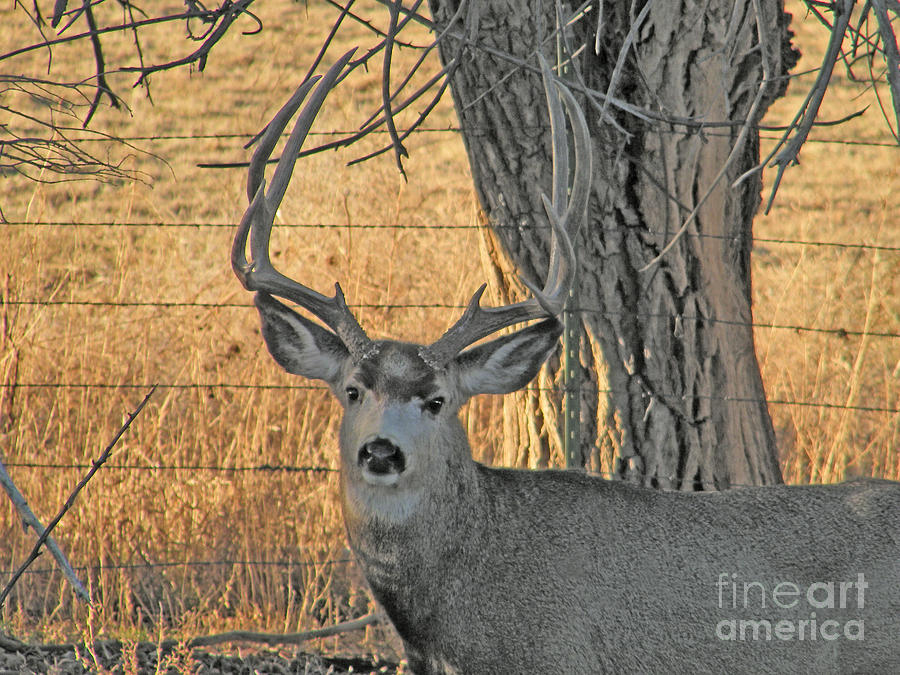 Deer Photograph - Four Point Mule Deer Buck by Dale Jackson