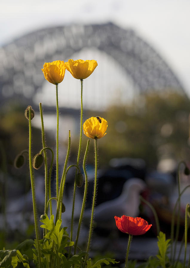 Flower Photograph - Four poppies with Harbour Bridge backdrop by Sheila Smart Fine Art Photography