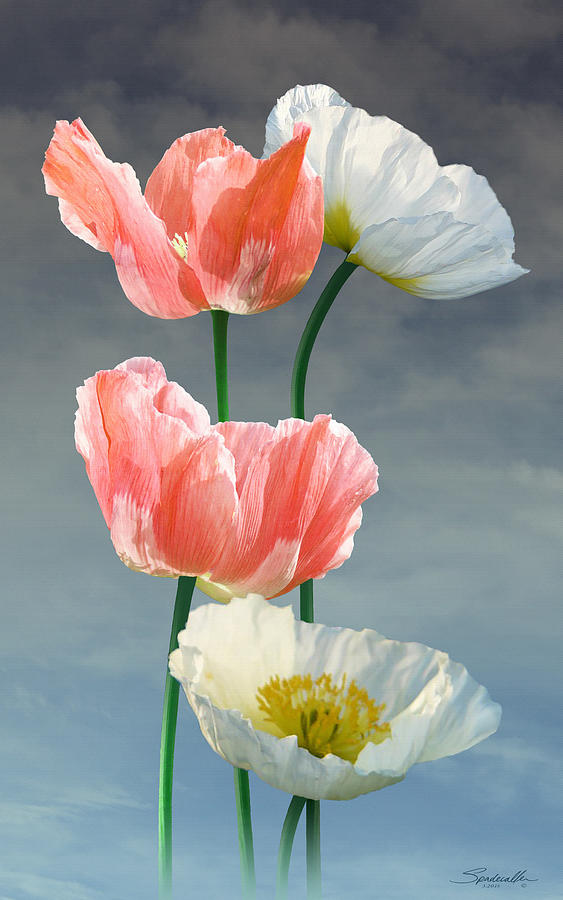 Four Poppy Blossoms Digital Art by M Spadecaller