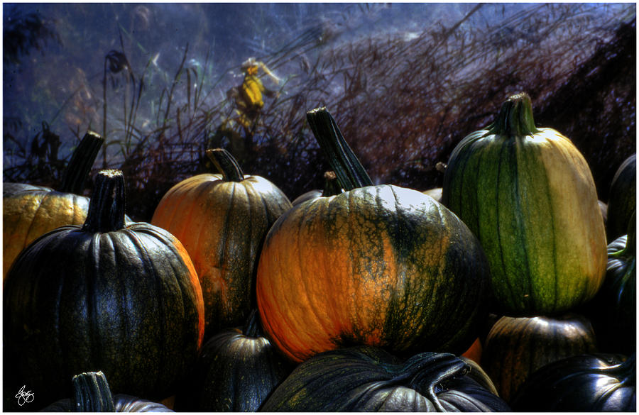 Four Pumpkins Photograph by Wayne King