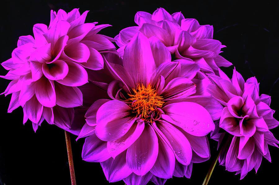 Four Purple Dahlias Photograph by Garry Gay