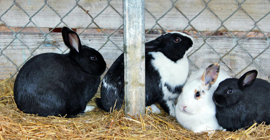 Four Rabbits Photograph by Cynthia Guinn