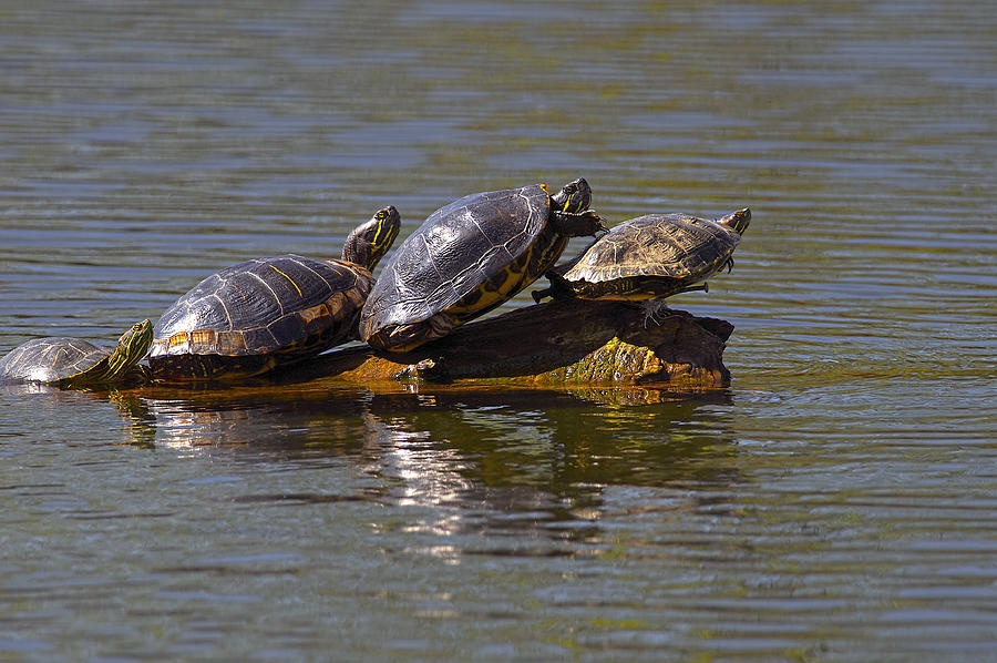 Four Red-eared Slider Turtles Photograph by Sharon Talson - Fine Art ...