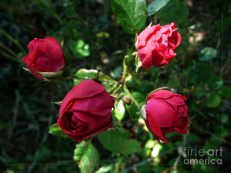 Four Red Roses Photograph by Jean Bernard Roussilhe