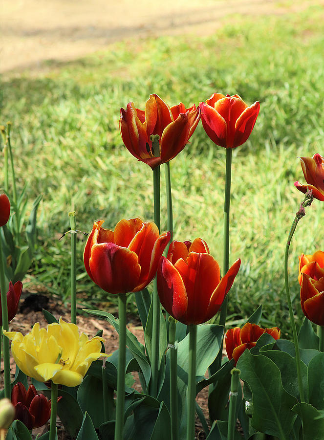 Four Red Tulips In Descanso Garden Photograph by Viktor Savchenko