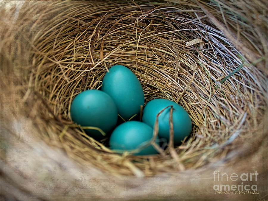 Four Robin Eggs In Nest Photograph by Barbara McMahon