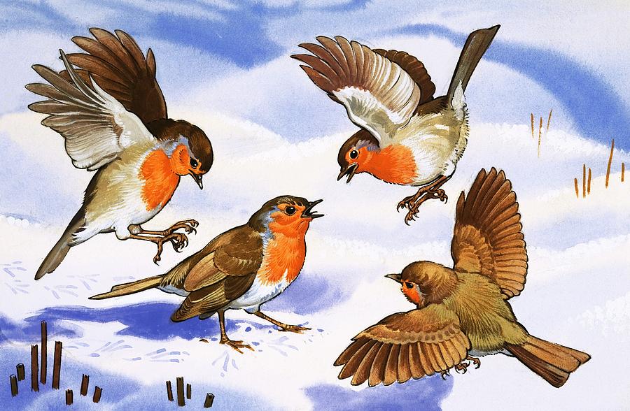 Robin Painting - Four robins in the snow by English School