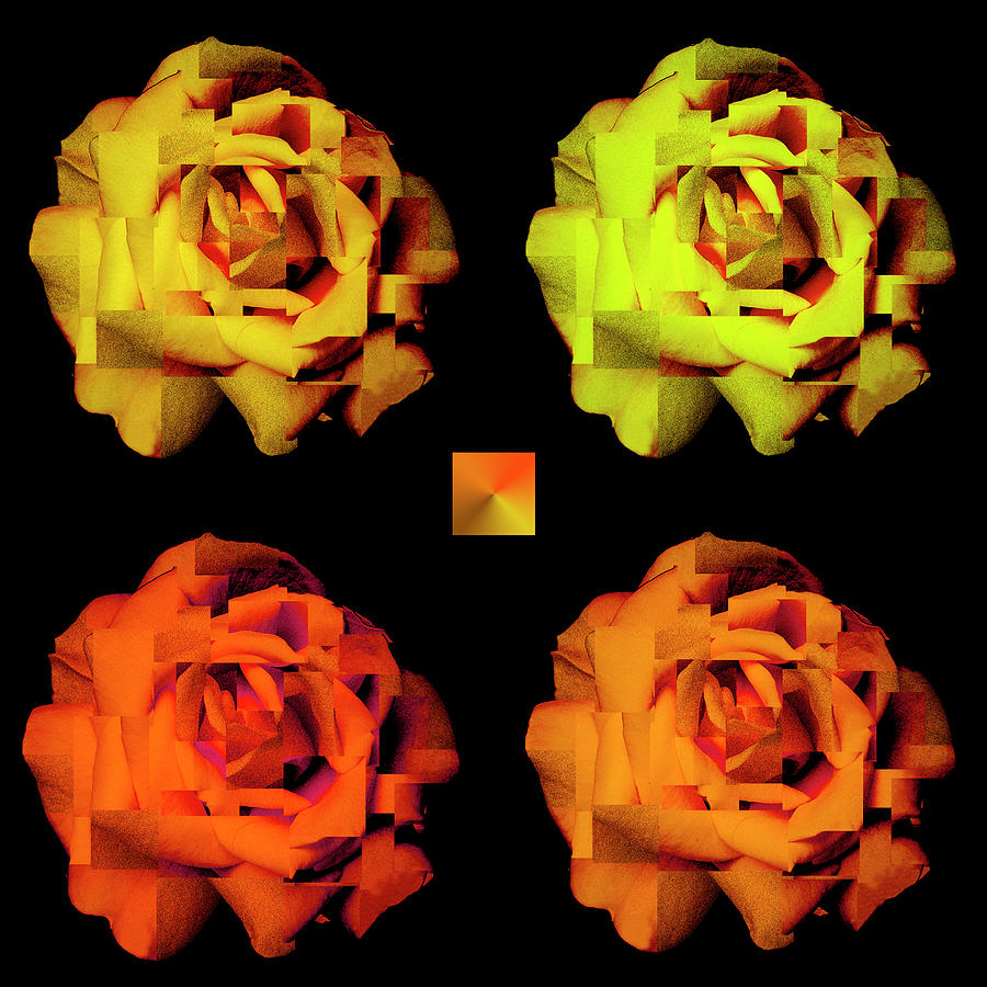 Four Rose Abstract Photograph by Hazy Apple